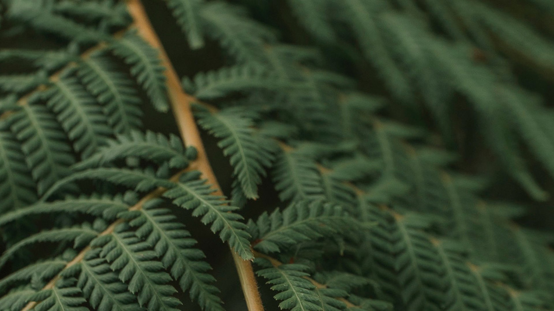 leaf background