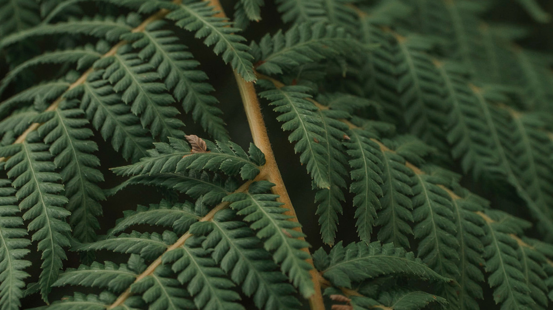 leaf background