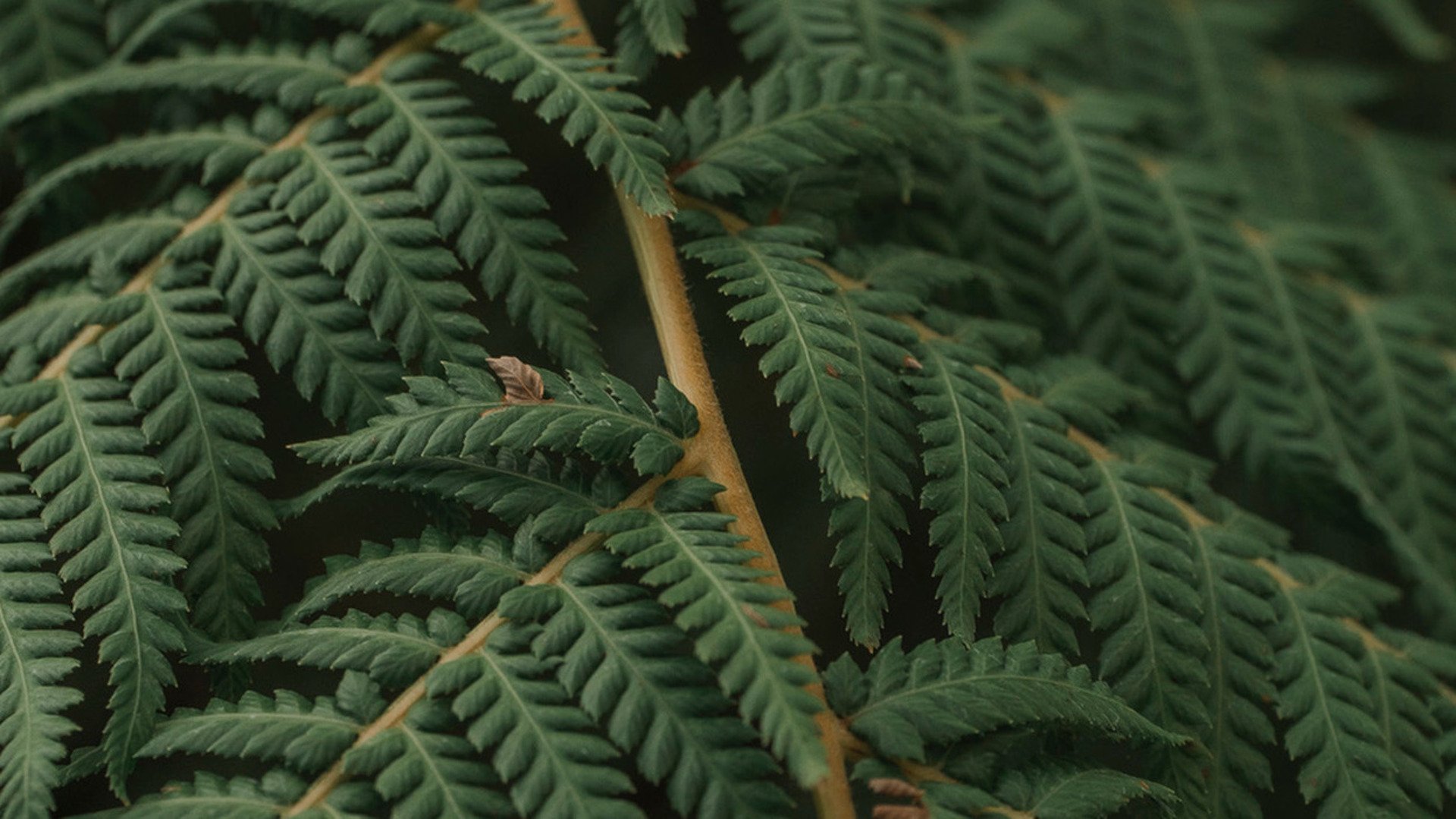 leaf background